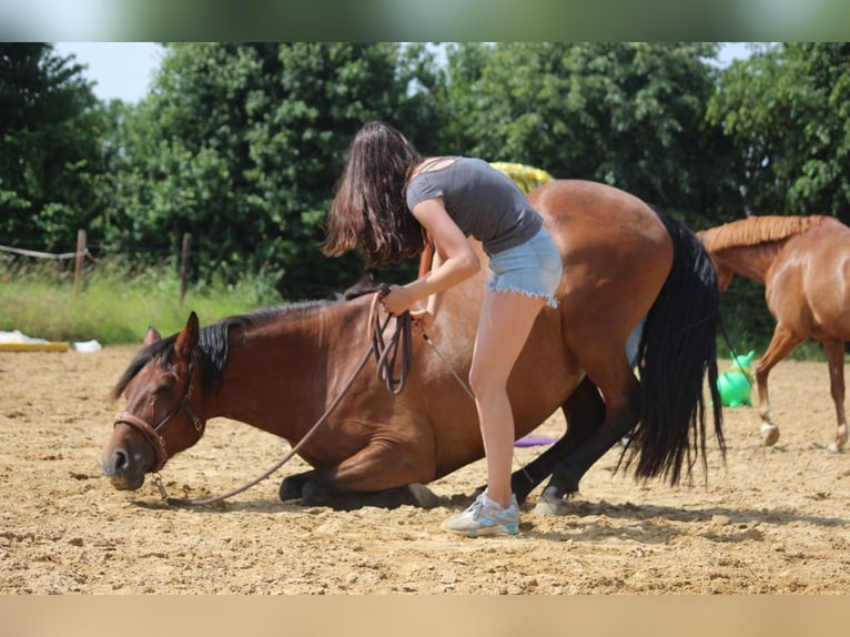 Andaluces Mestizo Caballo castrado 13 años 163 cm Castaño in Cremlingen