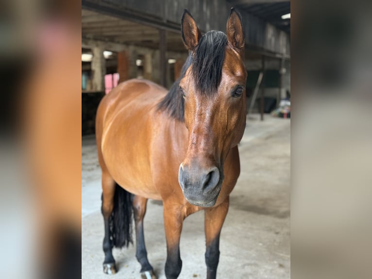 Andaluces Mestizo Caballo castrado 13 años 163 cm Castaño in Cremlingen