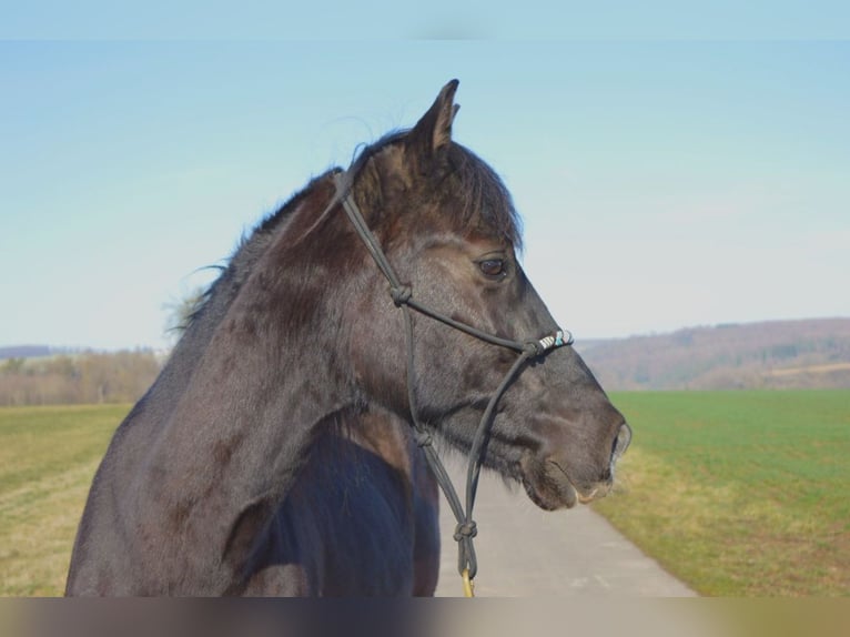 Andaluces Caballo castrado 13 años 164 cm Negro in Gutenacker