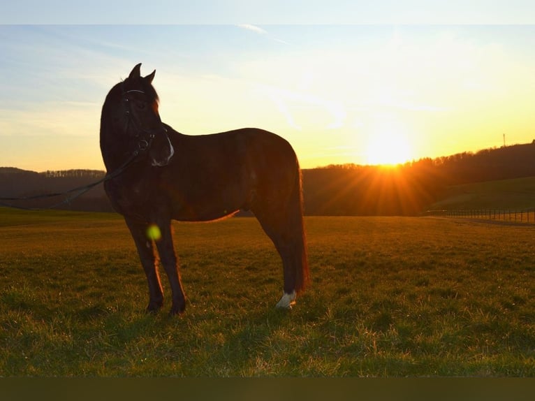 Andaluces Caballo castrado 13 años 164 cm Negro in Gutenacker