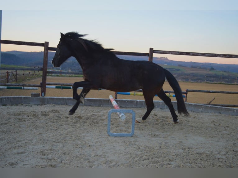 Andaluces Caballo castrado 13 años 164 cm Negro in Gutenacker