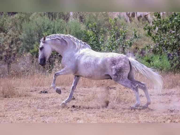 Andaluces Caballo castrado 13 años 164 cm Tordo in Priego de córdoba