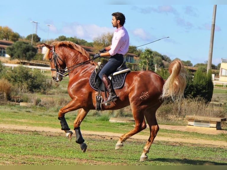 Andaluces Mestizo Caballo castrado 13 años 165 cm Alazán-tostado in Bobadilla (Estacion)