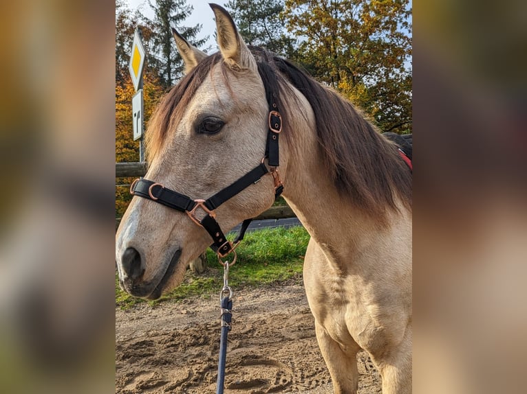 Andaluces Caballo castrado 14 años 151 cm Bayo in Friesenhagen