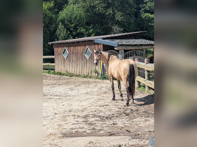 Andaluces Caballo castrado 14 años 151 cm Bayo in Friesenhagen