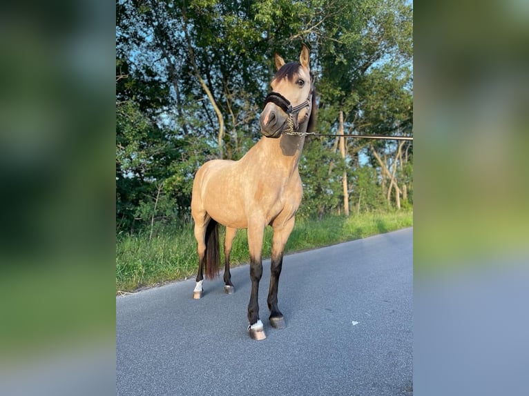 Andaluces Caballo castrado 14 años 151 cm Bayo in Friesenhagen