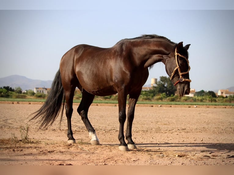 Andaluces Mestizo Caballo castrado 14 años 154 cm Negro in Albalat Dels Taronchers