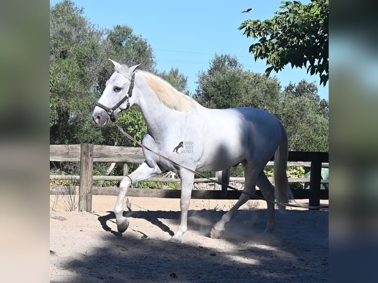 Andaluces Caballo castrado 14 años 156 cm Tordo in Menorca