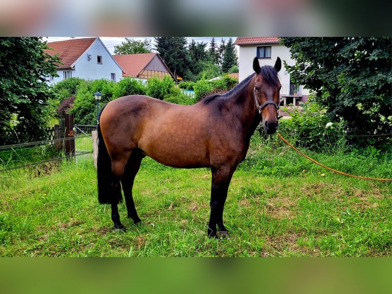 Andaluces Caballo castrado 14 años 158 cm Castaño in Silkerode