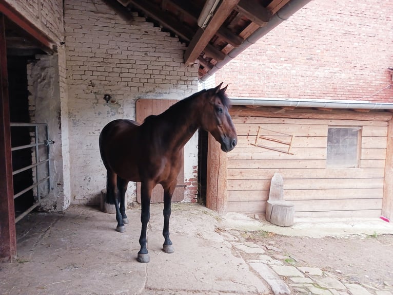 Andaluces Caballo castrado 14 años 158 cm Castaño in Silkerode