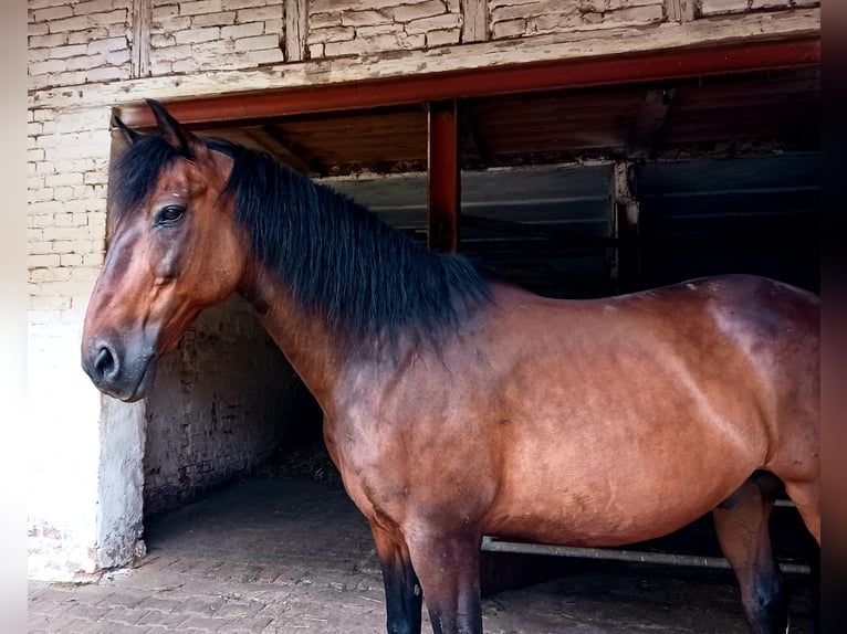 Andaluces Caballo castrado 14 años 158 cm Castaño in Silkerode