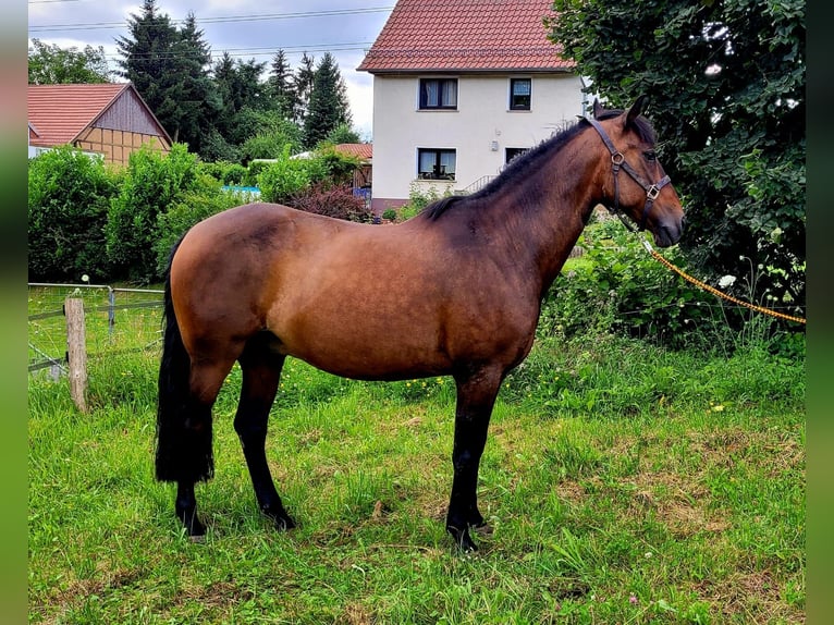 Andaluces Caballo castrado 14 años 158 cm Castaño in Silkerode