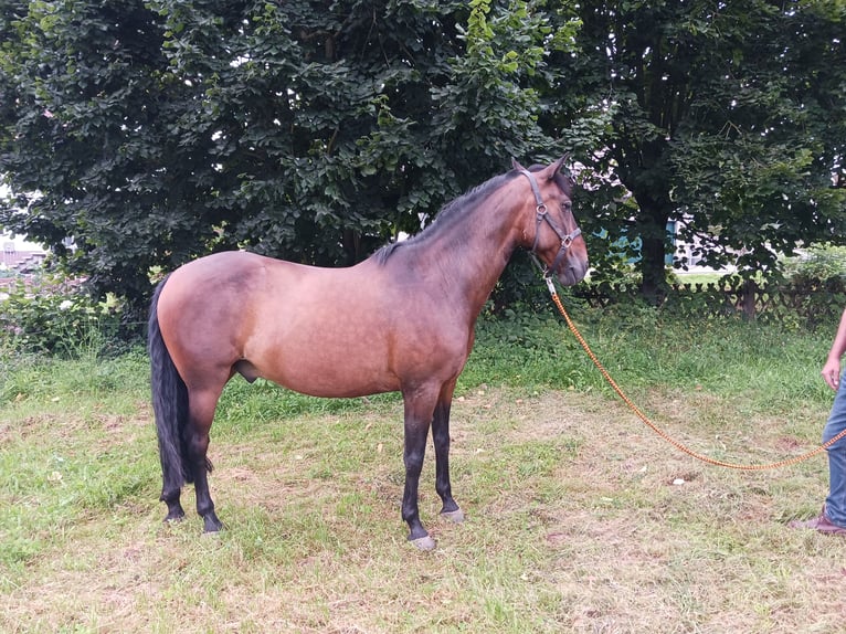 Andaluces Caballo castrado 14 años 158 cm Castaño in Silkerode