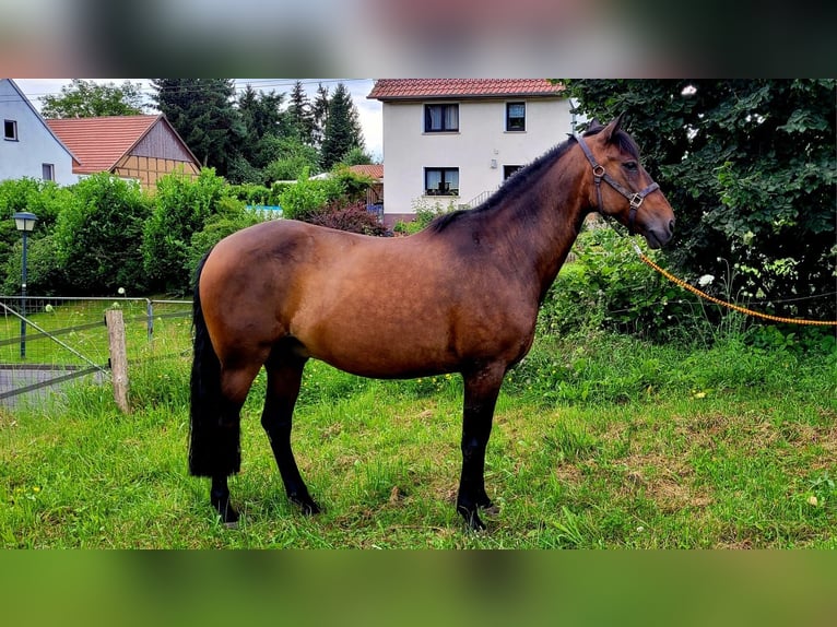 Andaluces Caballo castrado 14 años 158 cm Castaño in Silkerode