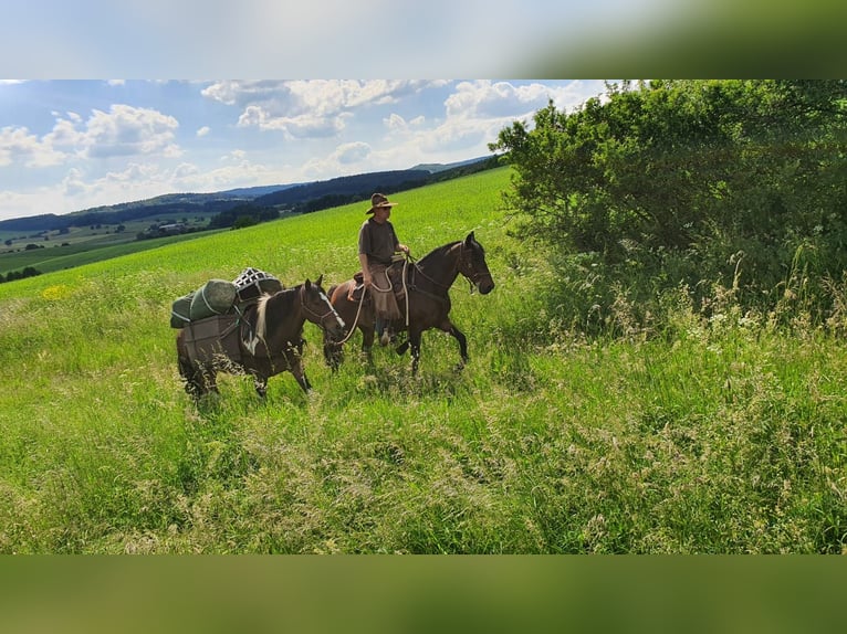 Andaluces Caballo castrado 14 años 158 cm Castaño in Silkerode