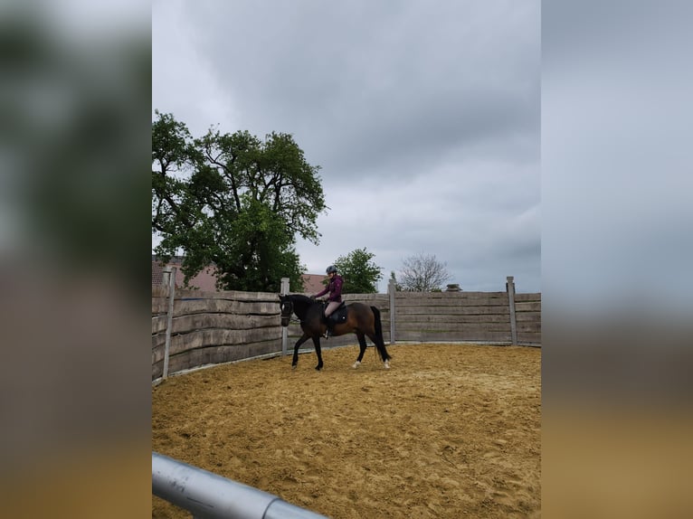 Andaluces Caballo castrado 14 años 158 cm Castaño oscuro in Neuenstein