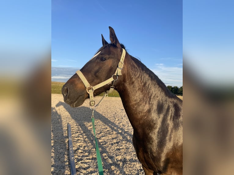 Andaluces Caballo castrado 14 años 158 cm Castaño oscuro in Neuenstein