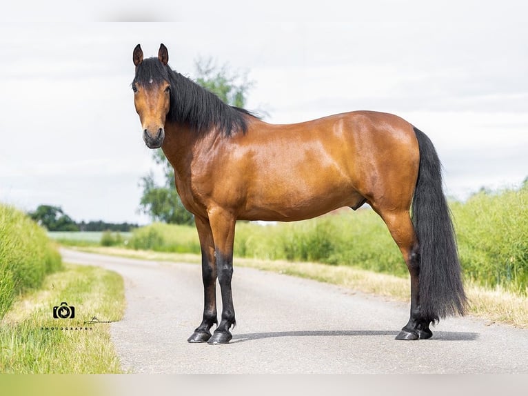 Andaluces Caballo castrado 14 años 160 cm Castaño in Altomünster