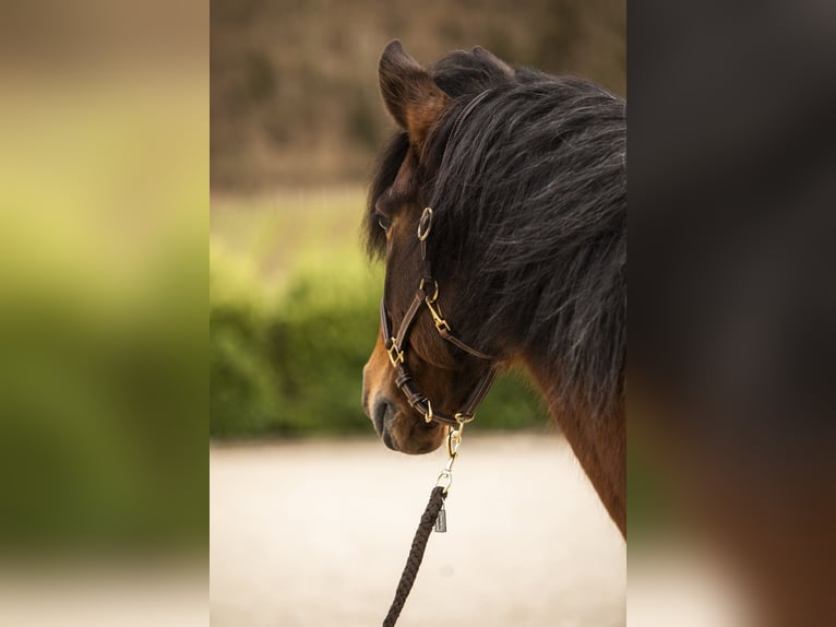 Andaluces Mestizo Caballo castrado 14 años 160 cm Castaño-ruano in Efringen-Kirchen