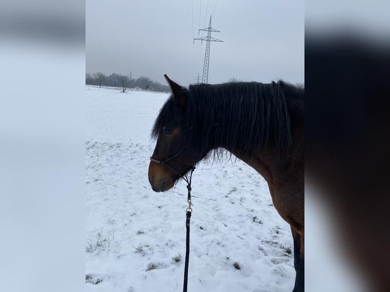 Andaluces Mestizo Caballo castrado 14 años 160 cm Castaño-ruano in Efringen-Kirchen