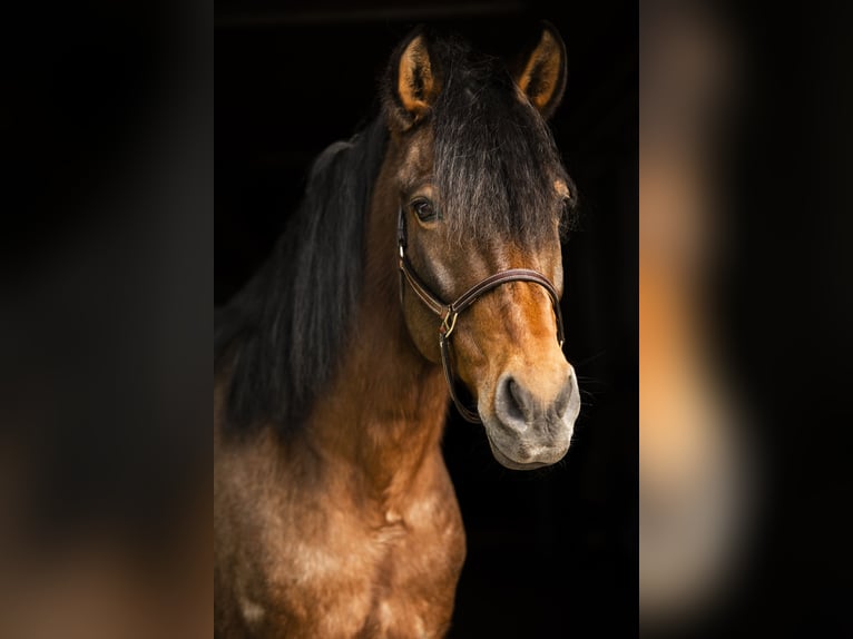 Andaluces Mestizo Caballo castrado 14 años 160 cm Castaño-ruano in Efringen-Kirchen