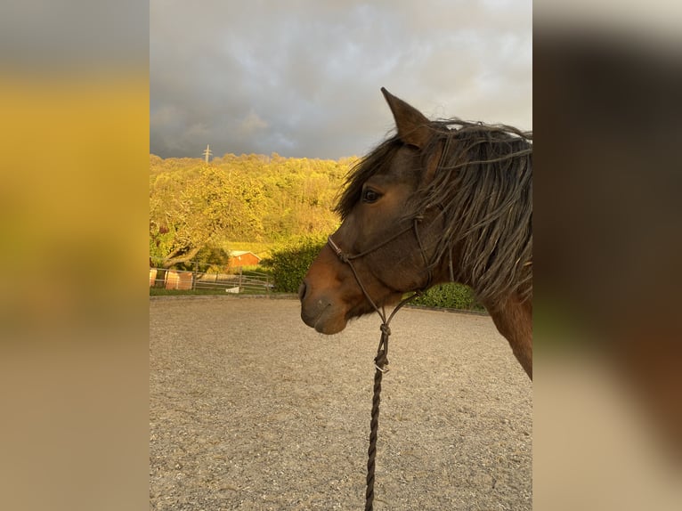 Andaluces Mestizo Caballo castrado 14 años 160 cm Castaño-ruano in Efringen-Kirchen