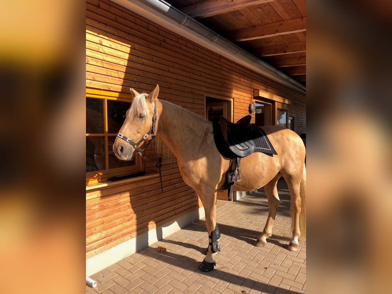 Andaluces Caballo castrado 14 años 160 cm Palomino in Neu Drefahl