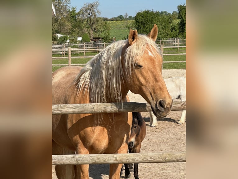 Andaluces Caballo castrado 14 años 160 cm Palomino in Neu Drefahl