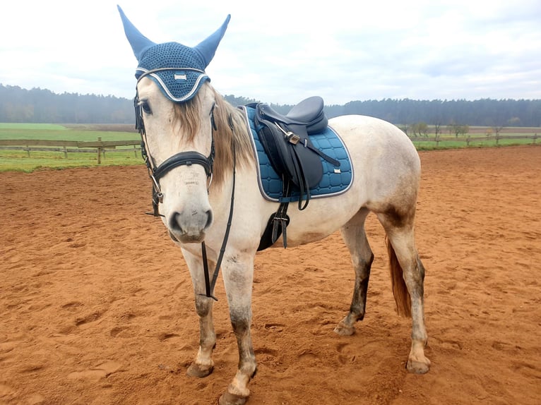 Andaluces Caballo castrado 14 años 160 cm Tordo picazo in Rohr