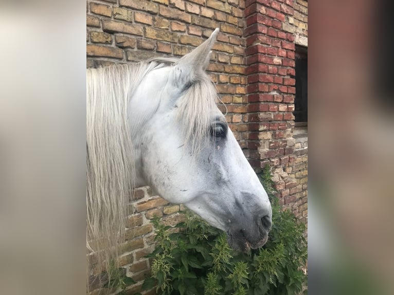 Andaluces Caballo castrado 14 años 161 cm Tordo in Aull