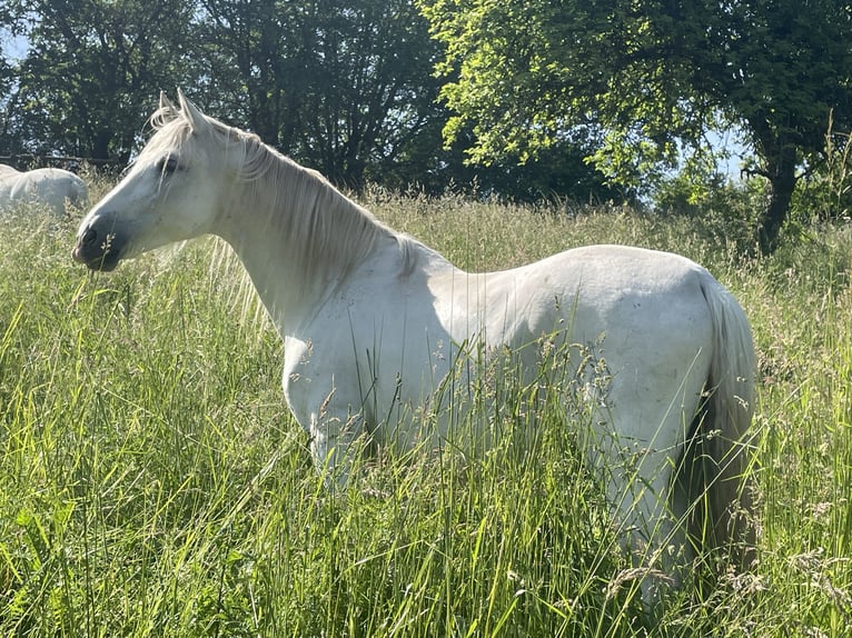 Andaluces Caballo castrado 14 años 161 cm Tordo in Aull