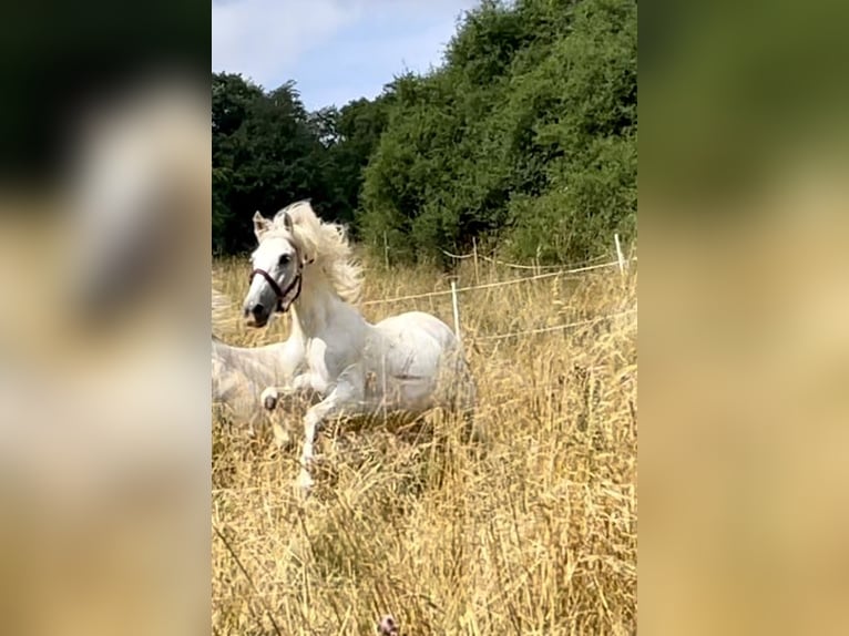 Andaluces Caballo castrado 14 años 161 cm Tordo in Aull