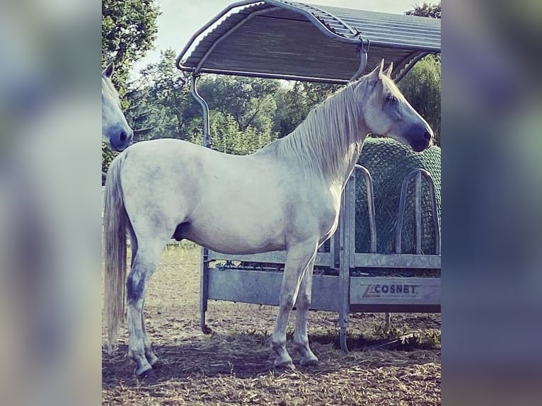Andaluces Caballo castrado 14 años 161 cm Tordo in Aull