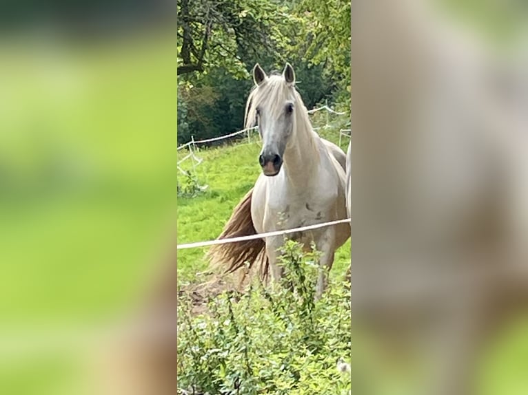 Andaluces Caballo castrado 14 años 161 cm Tordo in Aull