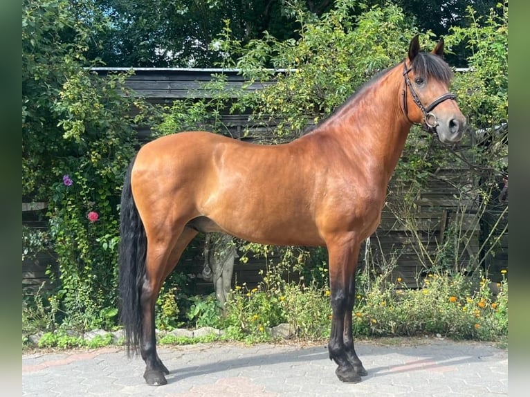 Andaluces Caballo castrado 14 años 162 cm Castaño claro in Hannover