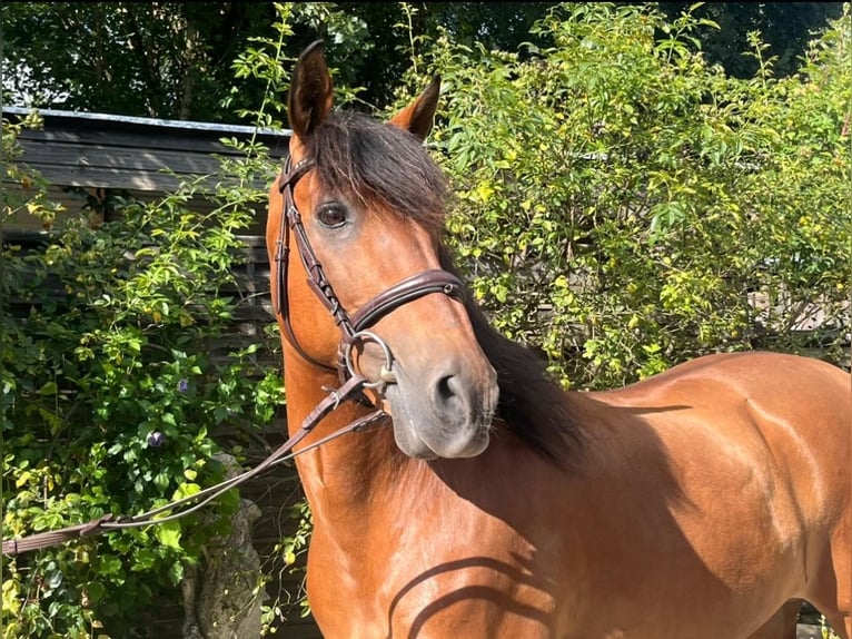 Andaluces Caballo castrado 14 años 162 cm Castaño claro in Hannover