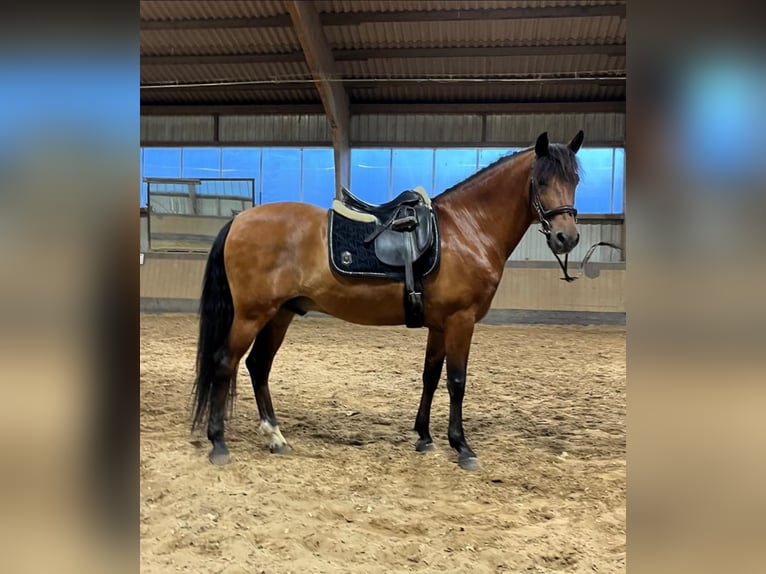 Andaluces Caballo castrado 14 años 162 cm Castaño claro in Hannover