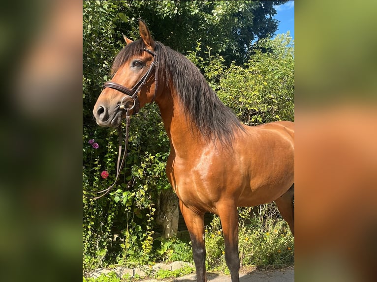 Andaluces Caballo castrado 14 años 162 cm Castaño claro in Hannover