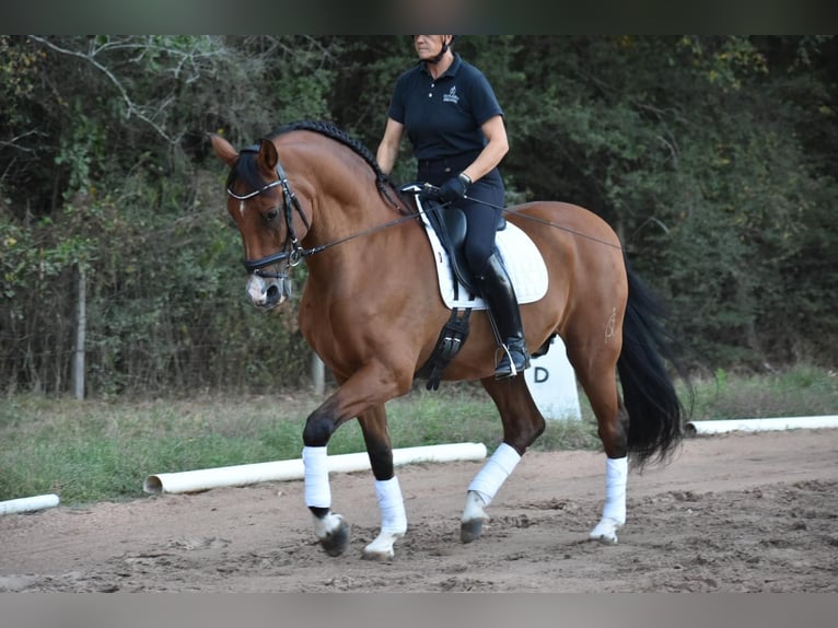 Andaluces Caballo castrado 14 años 163 cm Castaño in Conroe