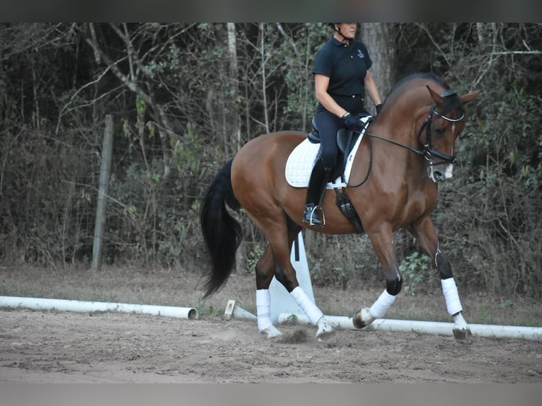 Andaluces Caballo castrado 14 años 163 cm Castaño in Conroe