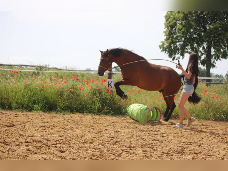 Andaluces Mestizo Caballo castrado 14 años 163 cm Castaño in Cremlingen