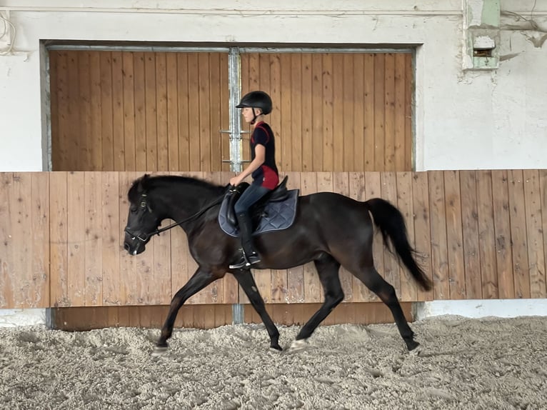 Andaluces Caballo castrado 15 años 145 cm Negro in Bad Wörishofen