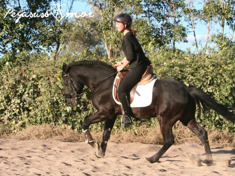 Andaluces Caballo castrado 15 años 145 cm Negro in Bad Wörishofen