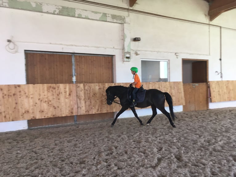 Andaluces Caballo castrado 15 años 145 cm Negro in Bad Wörishofen