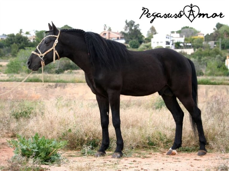 Andaluces Caballo castrado 15 años 145 cm Negro in Bad Wörishofen