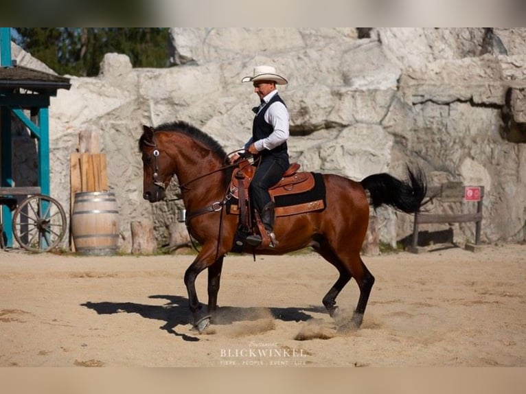 Andaluces Caballo castrado 15 años 150 cm Castaño in Eging am See