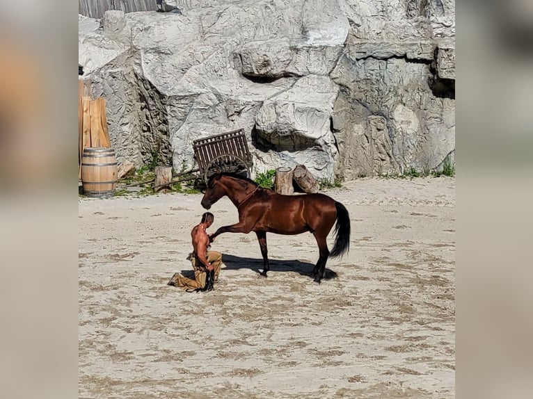 Andaluces Caballo castrado 15 años 150 cm Castaño in Eging am See