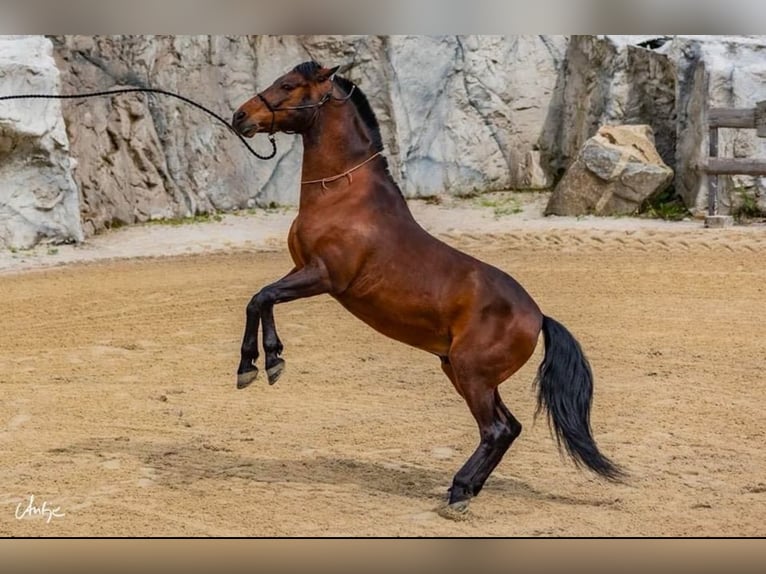 Andaluces Caballo castrado 15 años 150 cm Castaño in Eging am See