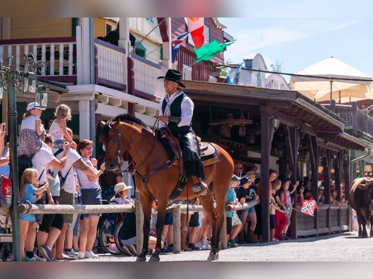 Andaluces Caballo castrado 15 años 150 cm Castaño in Eging am See