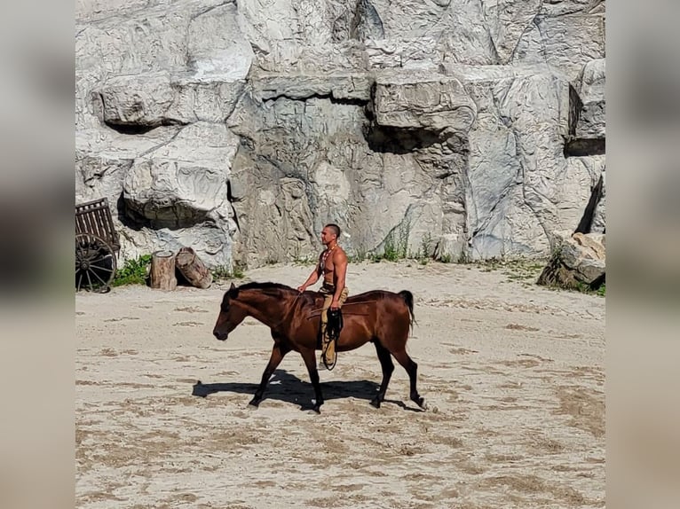 Andaluces Caballo castrado 15 años 150 cm Castaño in Eging am See